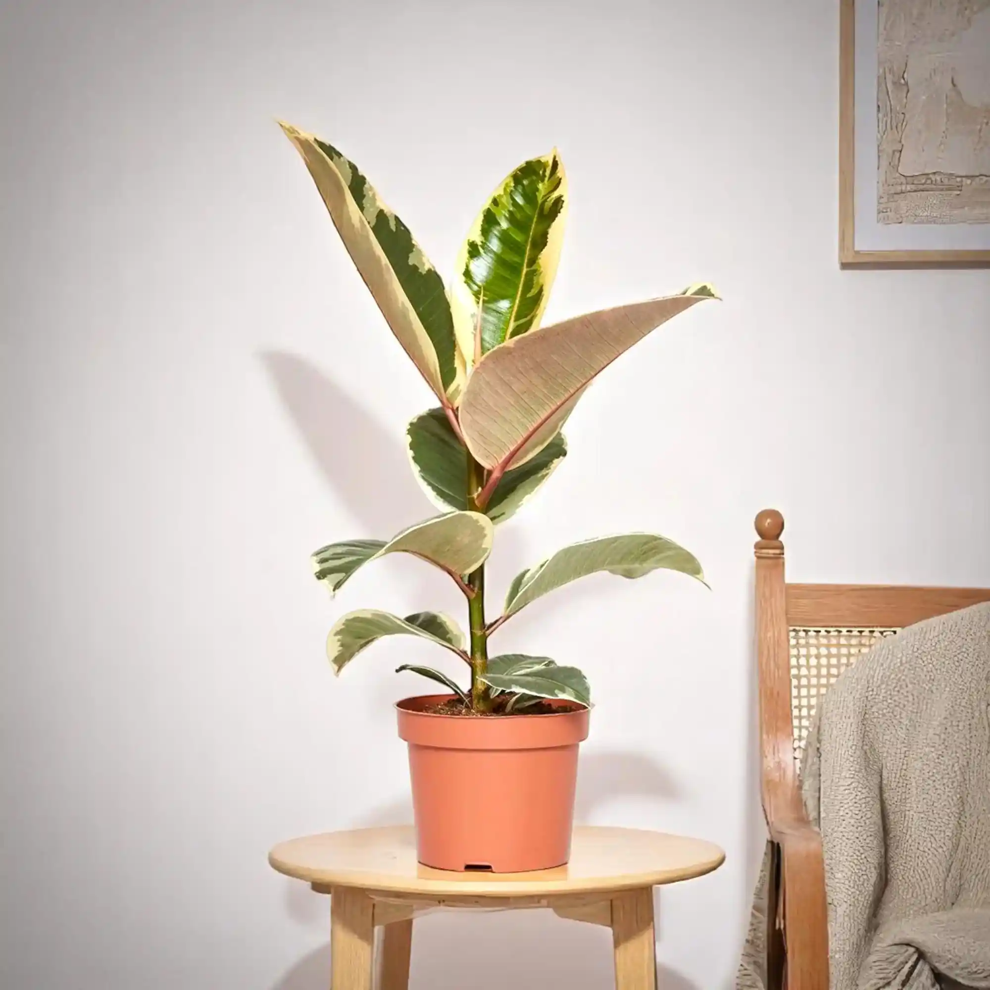 Rubber Plant Variegated